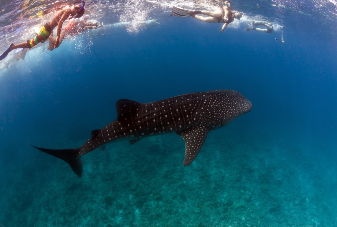 Divers swimming above a whale shark in Maldives